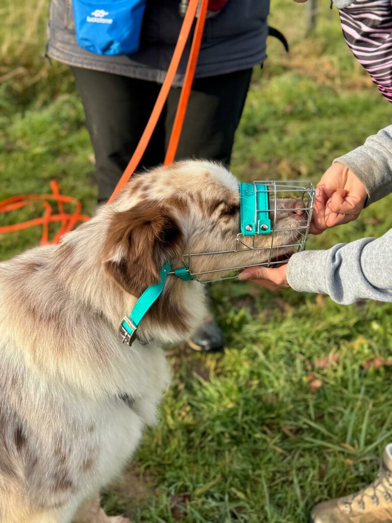 educateur canin lyon villeurbanne