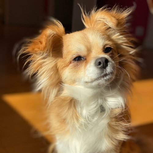 educateur canin lyon villeurbanne