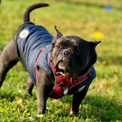 educateur canin lyon villeurbanne
