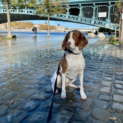 educateur canin lyon villeurbanne