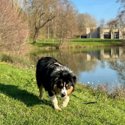 educateur canin lyon villeurbanne