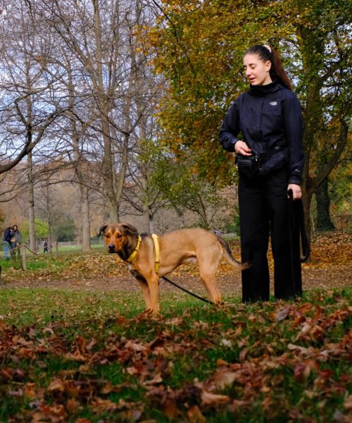 educateur canin lyon villeurbanne
