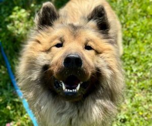 educateur canin lyon villeurbanne