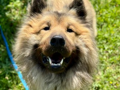 educateur canin lyon villeurbanne