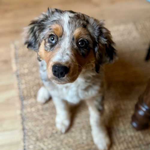 educateur canin lyon villeurbanne