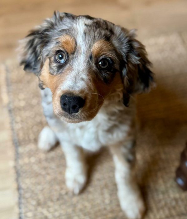 educateur canin lyon villeurbanne