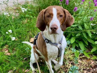 educateur canin lyon villeurbanne