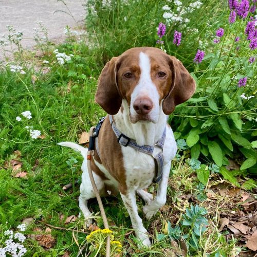 educateur canin lyon villeurbanne