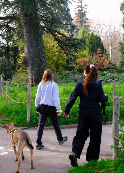 educateur canin lyon villeurbanne