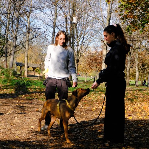 educateur canin lyon villeurbanne