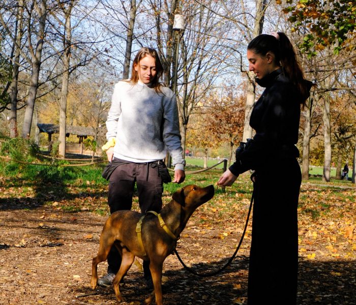 educateur canin lyon villeurbanne