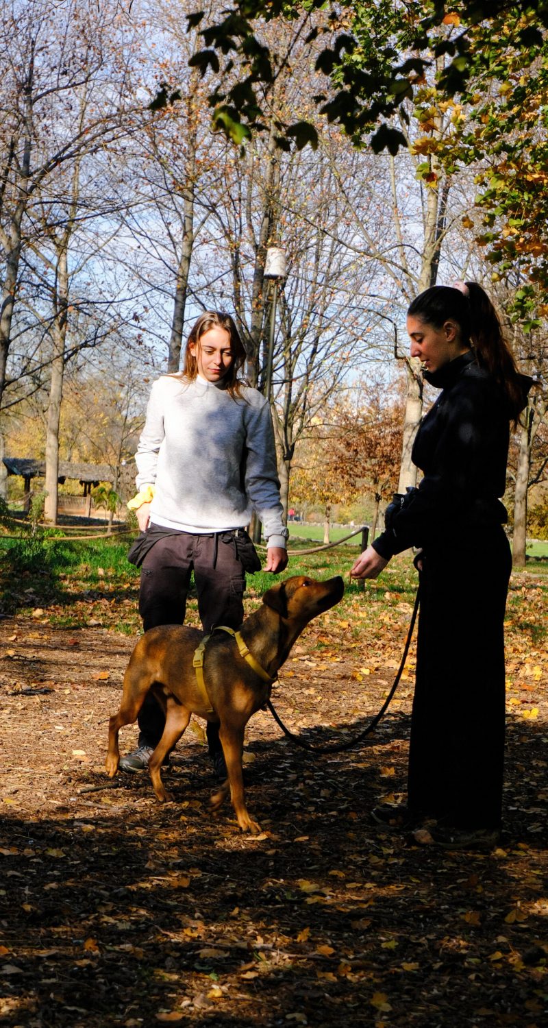 educateur canin lyon villeurbanne