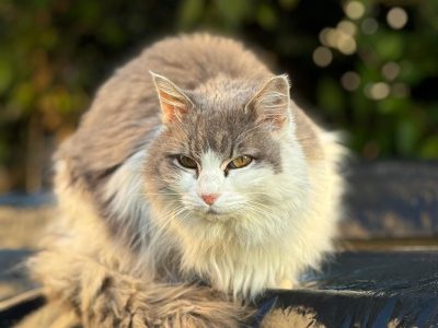 educateur canin lyon villeurbanne