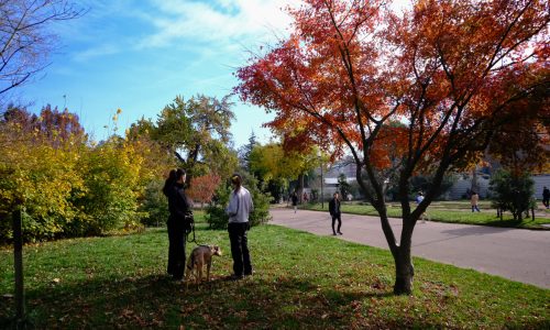 educateur canin lyon villeurbanne