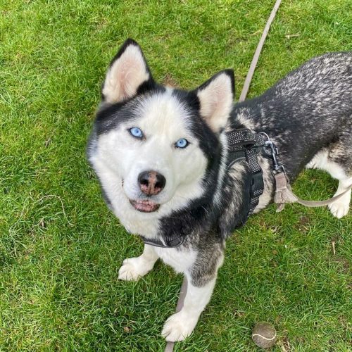 educateur canin lyon villeurbanne