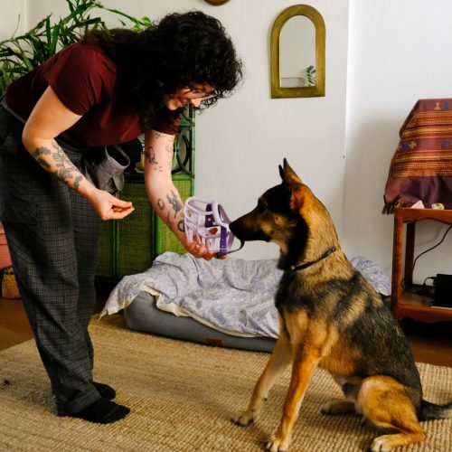 educateur canin lyon villeurbanne