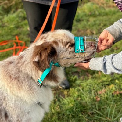 educateur canin lyon villeurbanne