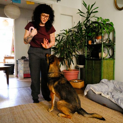 educateur canin lyon villeurbanne