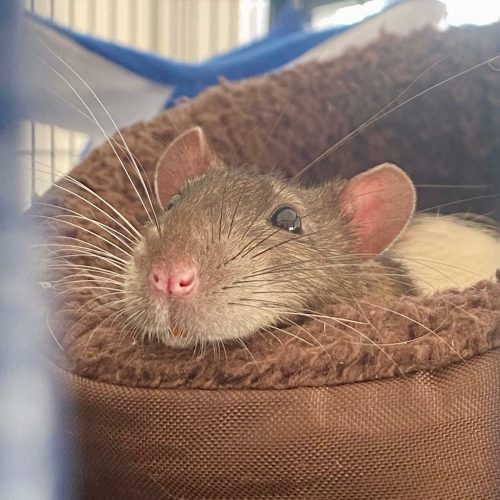 garde-NAC-lyon-villeurbanne