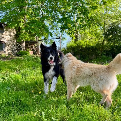 balade-nature-pet-sitteur-lyon