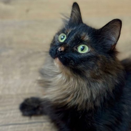 garde-chat-lyon-villeurbanne