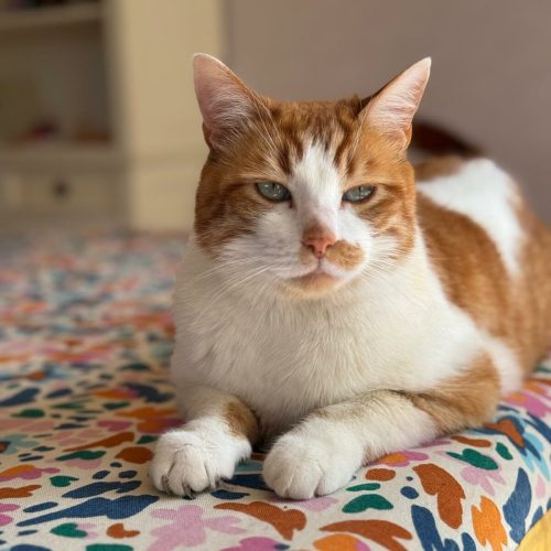 educateur canin lyon villeurbanne