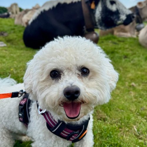 garde-chien-villeurbanne