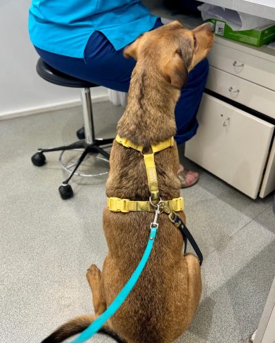 educateur canin lyon villeurbanne