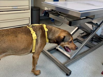 educateur canin lyon villeurbanne